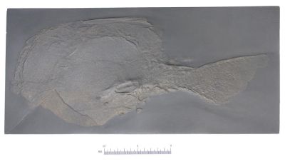 Drepanaspis gemündensis (43 x 20 cm)